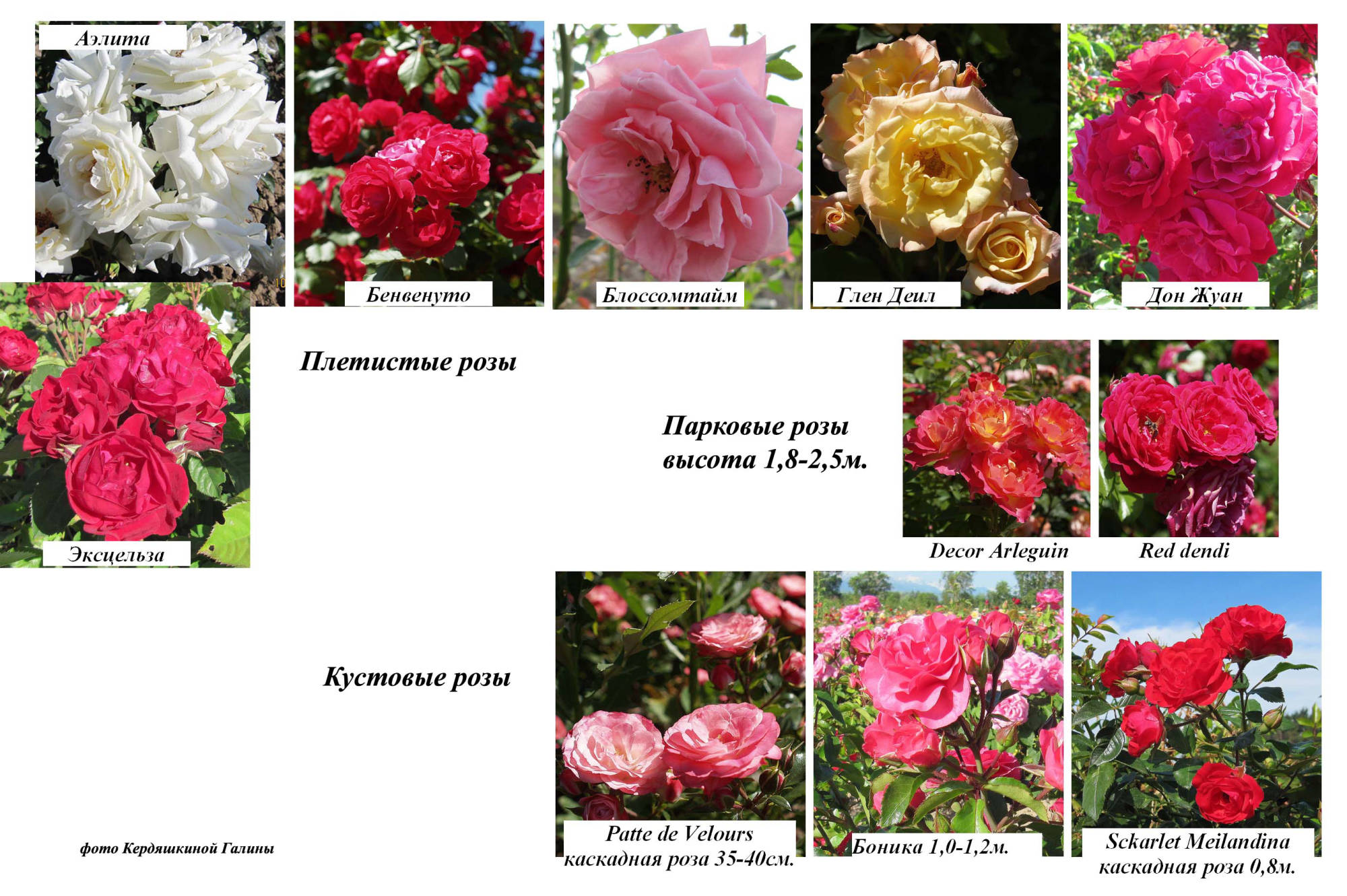 Плетистые, кустовые, парковые розы