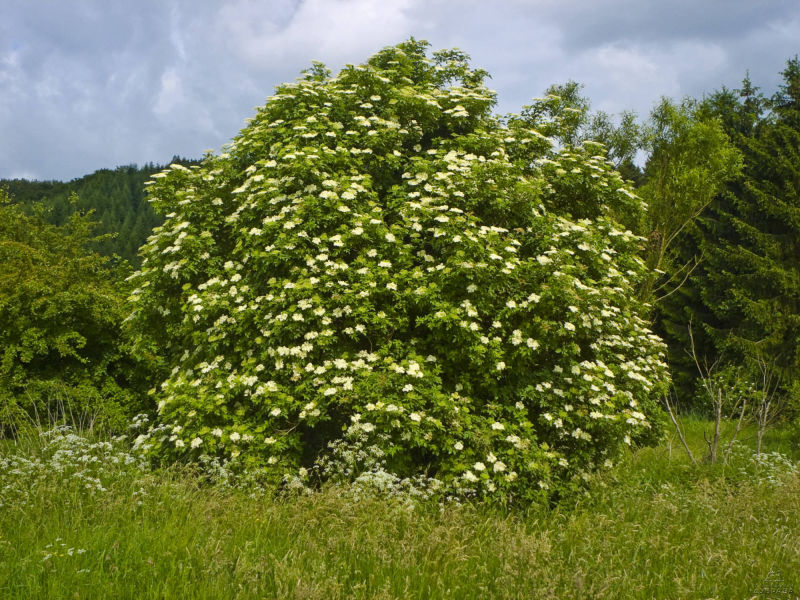 Бузина черная